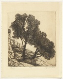 Artist: Bullock, Myra. | Title: Sheoaks. | Date: c.1930 | Technique: etching, printed in brown ink with plate-tone, from one plate