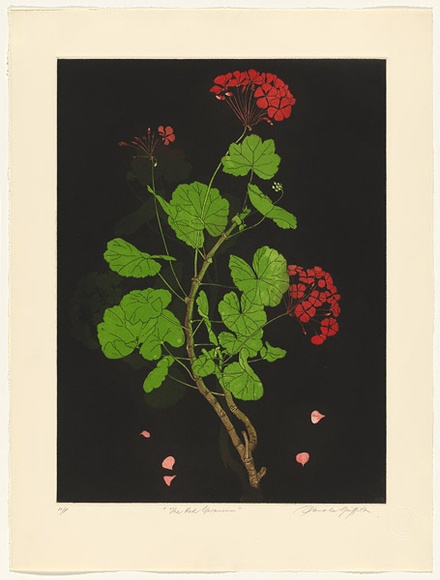 Artist: b'GRIFFITH, Pamela' | Title: b'The Red Geranium' | Date: 1988 | Technique: b'hardground-etching and aquatint, printed in colour, from two copper plates' | Copyright: b'\xc2\xa9 Pamela Griffith' Artist: b'GRIFFITH, Pamela' | Title: b'The Red Geranium' | Date: 1988 | Technique: b'hardground-etching and aquatint, printed in colour, from two copper plates' | Copyright: b'\xc2\xa9 Pamela Griffith'