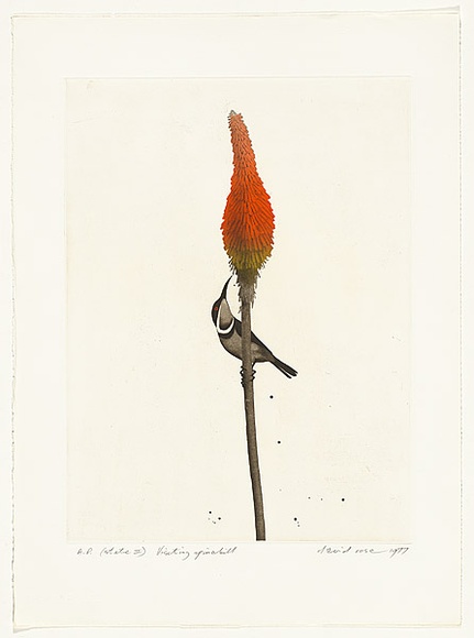 Artist: b'Rose, David.' | Title: b'Visiting spinebill' | Date: 1977 | Technique: b'aquatint and etching'