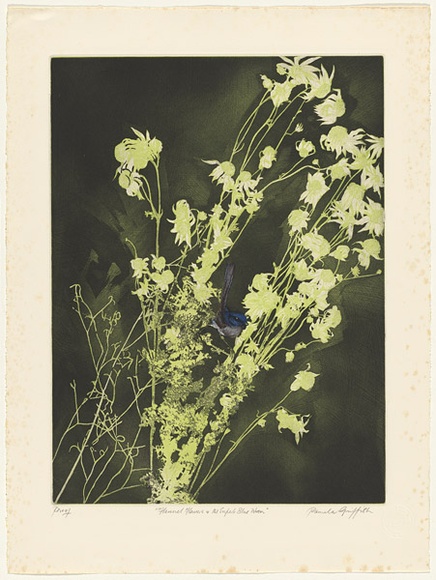 Artist: b'GRIFFITH, Pamela' | Title: b'Flannel Flowers and Superb Blue Wren' | Date: 1983 | Technique: b'hardground-etching, aquatint, and lift-ground, printed in colour, from two zinc plates' | Copyright: b'\xc2\xa9 Pamela Griffith' Artist: b'GRIFFITH, Pamela' | Title: b'Flannel Flowers and Superb Blue Wren' | Date: 1983 | Technique: b'hardground-etching, aquatint, and lift-ground, printed in colour, from two zinc plates' | Copyright: b'\xc2\xa9 Pamela Griffith'