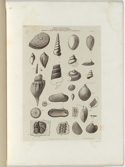 Title: b'Fossils of Victoria.' | Date: 1855-56 | Technique: b'engraving, printed in black ink, from one copper plate'
