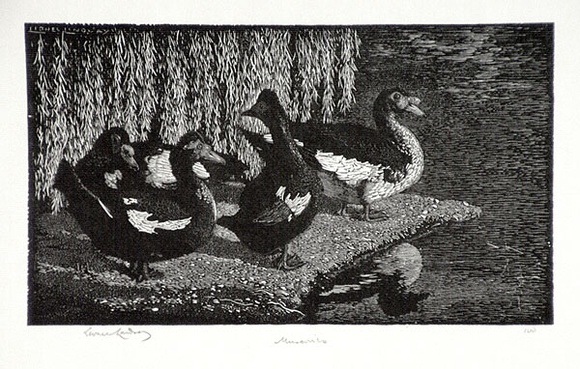 Artist: b'LINDSAY, Lionel' | Title: b'Muscovies' | Date: 1924 | Technique: b'wood-engraving, printed in black ink, from one block' | Copyright: b'Courtesy of the National Library of Australia' Artist: b'LINDSAY, Lionel' | Title: b'Muscovies' | Date: 1924 | Technique: b'wood-engraving, printed in black ink, from one block' | Copyright: b'Courtesy of the National Library of Australia'