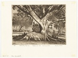 Artist: PLATT, Austin | Title: Moreton Bay figtree, Centennial Park | Date: 1980 | Technique: etching, printed in black ink, from one plate