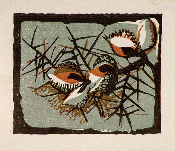 Artist: b'OGILVIE, Helen' | Title: b'Greeting card: Hakea. (Print design as christmas card)' | Date: c.1951 | Technique: b'linocut, printed in colour, from multiple blocks' Artist: b'OGILVIE, Helen' | Title: b'Greeting card: Hakea. (Print design as christmas card)' | Date: c.1951 | Technique: b'linocut, printed in colour, from multiple blocks'