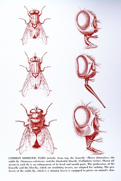Artist: b'Gibbs, Denyse.' | Title: b'Common domestic flies 2 (red)' | Date: 1973 | Copyright: b'This work appears on screen courtesy of the artist and copyright holder' Artist: b'Gibbs, Denyse.' | Title: b'Common domestic flies 2 (red)' | Date: 1973 | Copyright: b'This work appears on screen courtesy of the artist and copyright holder'