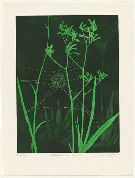 Artist: b'GRIFFITH, Pamela' | Title: b'St Andrews Cross Spider and Kangaroo Paw' | Date: 1983 | Technique: b'hardground-etching, aquatint and burnishing, printed in colour, from two zinc plates' | Copyright: b'\xc2\xa9 Pamela Griffith' Artist: b'GRIFFITH, Pamela' | Title: b'St Andrews Cross Spider and Kangaroo Paw' | Date: 1983 | Technique: b'hardground-etching, aquatint and burnishing, printed in colour, from two zinc plates' | Copyright: b'\xc2\xa9 Pamela Griffith'