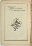 Title: not titled [prostranthera retusa]. | Date: 1861 | Technique: woodengraving, printed in black ink, from one block