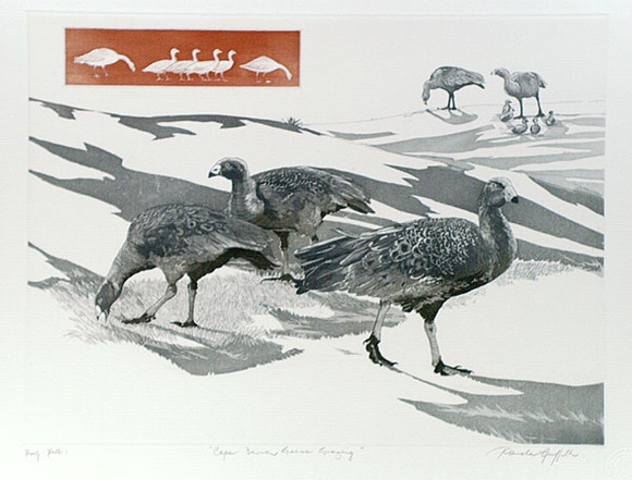 Artist: b'GRIFFITH, Pamela' | Title: b'Cape Barren Geese grazing' | Date: 1989 | Technique: b'hardground-etching and aquatint, printed from one copper plate' | Copyright: b'\xc2\xa9 Pamela Griffith' Artist: b'GRIFFITH, Pamela' | Title: b'Cape Barren Geese grazing' | Date: 1989 | Technique: b'hardground-etching and aquatint, printed from one copper plate' | Copyright: b'\xc2\xa9 Pamela Griffith'