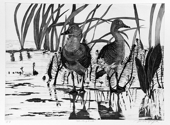 Artist: b'GRIFFITH, Pamela' | Title: b'Whistling ducks' | Date: 1989 | Technique: b'hard ground, aquatint, burnishing, on one copper plate' | Copyright: b'\xc2\xa9 Pamela Griffith' Artist: b'GRIFFITH, Pamela' | Title: b'Whistling ducks' | Date: 1989 | Technique: b'hard ground, aquatint, burnishing, on one copper plate' | Copyright: b'\xc2\xa9 Pamela Griffith'
