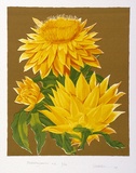 Artist: letcher, William. | Title: Helichrysum. | Date: 1979 | Technique: screenprint, printed in colour, from multiple stencils | Copyright: With the permission of The William Fletcher Trust which provides assistance to young artists.