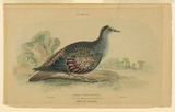 Title: Phaps chalcoptera ((Bronze-Winged Ground Dove) Native of Australia. | Date: c.1832 | Technique: etching, printed in black ink, from one plate; hand-coloured