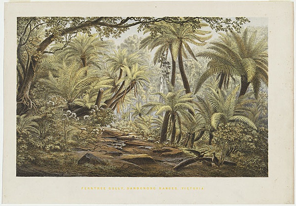 Artist: b'von Gu\xc3\xa9rard, Eugene' | Title: b'Ferntree Gully, Dandenong Ranges, Victoria.' | Date: (1866) | Technique: b'lithograph, printed in colour, from multiple stones' Artist: b'von Gu\xc3\xa9rard, Eugene' | Title: b'Ferntree Gully, Dandenong Ranges, Victoria.' | Date: (1866) | Technique: b'lithograph, printed in colour, from multiple stones'