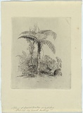 Artist: Martens, Conrad. | Title: Study of a tree fern. | Date: c.1854 | Technique: etching, printed in black ink with plate tone, from one copper plate