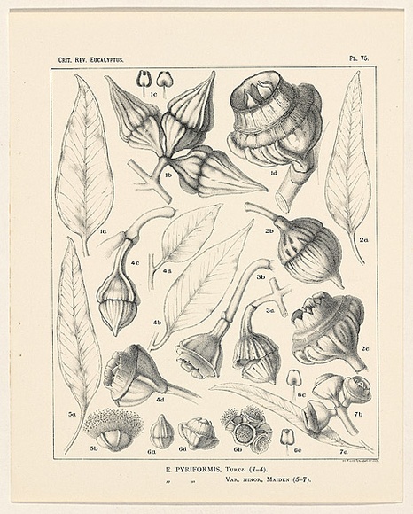 Artist: b'Flockton, Margaret Lilian.' | Title: b'Eucalyptus pyriforms.' | Date: c.1900 | Technique: b'lithograph, printed in green ink, from one plate' Artist: b'Flockton, Margaret Lilian.' | Title: b'Eucalyptus pyriforms.' | Date: c.1900 | Technique: b'lithograph, printed in green ink, from one plate'