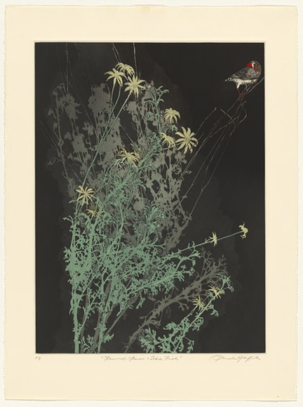 Artist: b'GRIFFITH, Pamela' | Title: b'Flannel flowers and Zebra finch' | Date: 1986 | Technique: b'hard ground, aquatint, spray resist on two, zinc' | Copyright: b'\xc2\xa9 Pamela Griffith' Artist: b'GRIFFITH, Pamela' | Title: b'Flannel flowers and Zebra finch' | Date: 1986 | Technique: b'hard ground, aquatint, spray resist on two, zinc' | Copyright: b'\xc2\xa9 Pamela Griffith'
