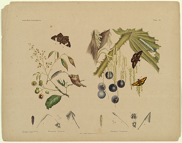 Title: b'Ophideres atkinsoni, Phloiopsyche eximia.' | Date: c.1865 | Technique: b'lithograph, printed in black ink, from one stone; hand-coloured' Title: b'Ophideres atkinsoni, Phloiopsyche eximia.' | Date: c.1865 | Technique: b'lithograph, printed in black ink, from one stone; hand-coloured'