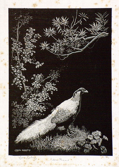 Artist: b'LINDSAY, Lionel' | Title: b'Silver pheasant' | Date: 1936 | Technique: b'wood-engraving, printed in black ink, from one block' | Copyright: b'Courtesy of the National Library of Australia' Artist: b'LINDSAY, Lionel' | Title: b'Silver pheasant' | Date: 1936 | Technique: b'wood-engraving, printed in black ink, from one block' | Copyright: b'Courtesy of the National Library of Australia'