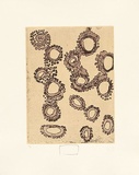 Artist: b'Tjilya, Tjinkuma.' | Title: b'Wiralau (Rockholes)' | Date: 2004