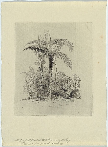 Artist: b'Martens, Conrad.' | Title: b'Study of a tree fern.' | Date: c.1854 | Technique: b'etching, printed in black ink with plate tone, from one copper plate' Artist: b'Martens, Conrad.' | Title: b'Study of a tree fern.' | Date: c.1854 | Technique: b'etching, printed in black ink with plate tone, from one copper plate'