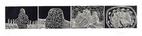 Artist: NGARRAIJA, Tommy May | Title: Bummar (Rocks) | Date: 1995, August | Technique: linocut, printed in black ink, from four blocks