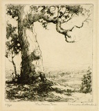 Artist: Herbert, Harold. | Title: The old gum | Date: c.1928 | Technique: etching, printed in black ink, from one plate