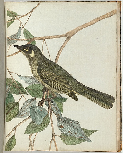 Artist: b'Lewin, J.W.' | Title: b'Yellow ear honeysucker.' | Date: 1803-1805 | Technique: b'etching, printed in black ink, from one copper plate; hand-coloured' Artist: b'Lewin, J.W.' | Title: b'Yellow ear honeysucker.' | Date: 1803-1805 | Technique: b'etching, printed in black ink, from one copper plate; hand-coloured'