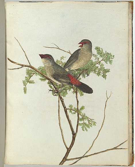 Artist: b'Lewin, J.W.' | Title: b'Common grossbeak.' | Date: 30 January 1805 | Technique: b'etching, printed in black ink, from one copper plate; hand-coloured' Artist: b'Lewin, J.W.' | Title: b'Common grossbeak.' | Date: 30 January 1805 | Technique: b'etching, printed in black ink, from one copper plate; hand-coloured'