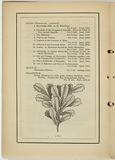 Title: not titled [banksia australis]. | Date: 1861 | Technique: woodengraving, printed in black ink, from one block