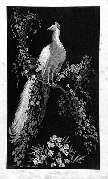 Artist: b'LINDSAY, Lionel' | Title: b'Morning glory.' | Date: 1932 | Technique: b'wood-engraving, printed in black ink, from one block' | Copyright: b'Courtesy of the National Library of Australia' Artist: b'LINDSAY, Lionel' | Title: b'Morning glory.' | Date: 1932 | Technique: b'wood-engraving, printed in black ink, from one block' | Copyright: b'Courtesy of the National Library of Australia'