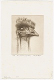 Artist: b'PLATT, Austin' | Title: b'Emu, Centennial Park' | Date: 1980 | Technique: b'etching, printed in black ink, from one plate'
