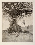 Artist: Schell, Frederick B. | Title: Bacha tree | Date: 1886-88 | Technique: wood-engraving, printed in black ink, from one block