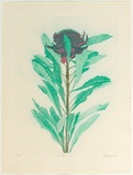 Artist: GRIFFITH, Pamela | Title: Australiana II | Date: 1979 | Technique: soft ground, aquatint and stencilled colour roll printed in colour from one zinc plate | Copyright: © Pamela Griffith