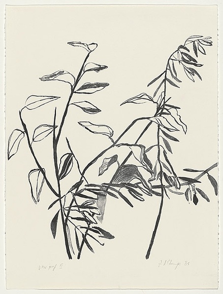 Artist: bL'Estrange, Sally. | Title: b'(Two branches)' | Date: 1985 | Technique: b'lithograph, printed in black ink, from one stone' Artist: bL'Estrange, Sally. | Title: b'(Two branches)' | Date: 1985 | Technique: b'lithograph, printed in black ink, from one stone'
