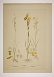 Title: b'Diuris.' | Date: 1894 | Technique: b'lithoraph, printed in black ink, from one stone [or plate]; hand-coloured'