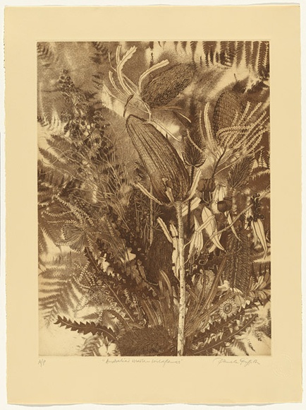 Artist: b'GRIFFITH, Pamela' | Title: bAustralia's Western Wildflowers | Date: 1987 | Technique: b'hard ground, aquatint, spray resist, soft ground, printed in brown ink, from one zinc plate' | Copyright: b'\xc2\xa9 Pamela Griffith' Artist: b'GRIFFITH, Pamela' | Title: bAustralia's Western Wildflowers | Date: 1987 | Technique: b'hard ground, aquatint, spray resist, soft ground, printed in brown ink, from one zinc plate' | Copyright: b'\xc2\xa9 Pamela Griffith'