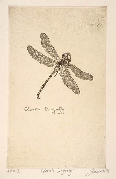 Artist: b'Lankester, Jo.' | Title: b'Odonata dragonfly' | Date: 1995, December | Technique: b'etching, printed in black ink, from one copper plate' Artist: b'Lankester, Jo.' | Title: b'Odonata dragonfly' | Date: 1995, December | Technique: b'etching, printed in black ink, from one copper plate'