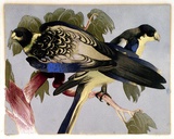 Artist: GRIFFIN, Murray | Title: Blue Parrots | Technique: linocut, printed in colour, from multiple blocks