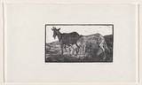 Artist: Groblicka, Lidia | Title: Goats | Date: 1956 | Technique: woodcut, printed in black ink, from one block