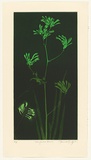 Artist: GRIFFITH, Pamela | Title: Kangaroo Paws | Date: 1987 | Technique: hardground-etching and aquatint, printed in colour, from two zinc plates | Copyright: © Pamela Griffith