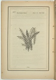 Title: not titled [pteris falcata]. | Date: 1861 | Technique: woodengraving, printed in black ink, from one block