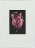 Artist: Wright, Helen. | Title: (Striped pink flower, black background) | Date: 2000 | Technique: digital print, printed in colour, from digital file