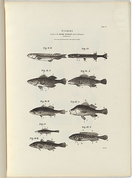 Title: b'Fishes. Living in the River Murray and its tributaries.' | Date: 1856 | Technique: b'wood-engraving, printed in black ink, from one block' Title: b'Fishes. Living in the River Murray and its tributaries.' | Date: 1856 | Technique: b'wood-engraving, printed in black ink, from one block'