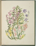 Artist: Charsley, Fanny Anne. | Title: Tetratheca ciliata, hibbertia fasciculata, grevillea latrobel, hakea ulicina and wahlenbergia gracilis. | Date: 1867 | Technique: lithograph, printed in black ink, from one stone; handcoloured