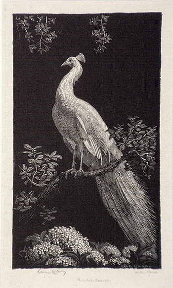 Artist: b'LINDSAY, Lionel' | Title: b'The white Peacock' | Date: 1924 | Technique: b'wood-engraving, printed in black ink, from one block' | Copyright: b'Courtesy of the National Library of Australia' Artist: b'LINDSAY, Lionel' | Title: b'The white Peacock' | Date: 1924 | Technique: b'wood-engraving, printed in black ink, from one block' | Copyright: b'Courtesy of the National Library of Australia'