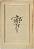 Title: not titled [lobelia simplicicauis]. | Date: 1861 | Technique: woodengraving, printed in black ink, from one block