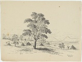 Title: Canning Downs | Date: c.1853 | Technique: lithograph, printed in black ink, from one stone