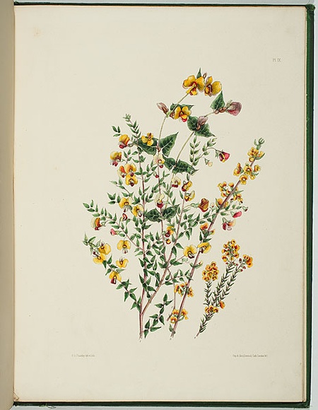 Artist: b'Charsley, Fanny Anne.' | Title: b'Bosseaea cinerea, platylobium obtusangulum, aotus villosus and dillwynia cinerascens.' | Date: 1867 | Technique: b'lithograph, printed in black ink, from one stone; handcoloured' Artist: b'Charsley, Fanny Anne.' | Title: b'Bosseaea cinerea, platylobium obtusangulum, aotus villosus and dillwynia cinerascens.' | Date: 1867 | Technique: b'lithograph, printed in black ink, from one stone; handcoloured'