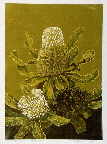 Artist: b'letcher, William.' | Title: b'Banksia Serrata II.' | Date: 1978 | Technique: b'screenprint, printed in colour, from multiple stencils' | Copyright: b'With the permission of The William Fletcher Trust which provides assistance to young artists.' Artist: b'letcher, William.' | Title: b'Banksia Serrata II.' | Date: 1978 | Technique: b'screenprint, printed in colour, from multiple stencils' | Copyright: b'With the permission of The William Fletcher Trust which provides assistance to young artists.'
