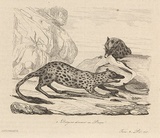Title: b'Dasyures d\xc3\xa9vorant un phoque [Quolls devouring a seal]' | Date: 1835 | Technique: b'engraving, printed in black ink, from one steel plate'