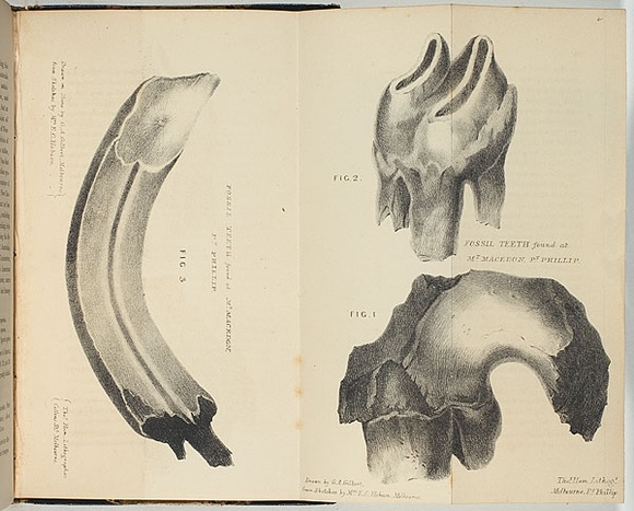 Artist: b'Hobson, Margaret.' | Title: b'Fossil teeth found at Mt Macedon, Port Phillip.' | Date: 1846 | Technique: b'lithograph, printed in black ink, from one stone' Artist: b'Hobson, Margaret.' | Title: b'Fossil teeth found at Mt Macedon, Port Phillip.' | Date: 1846 | Technique: b'lithograph, printed in black ink, from one stone'